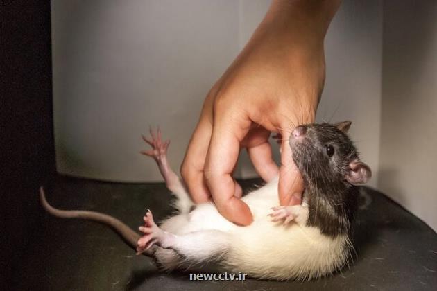 قلقلک دادن موش ها برای کشف مرکز بازی در مغز!