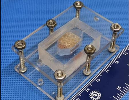 بافت كبد انسانی برای درمان فضانوردان توسعه یافت