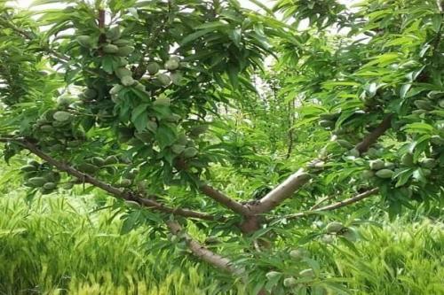 ایجاد اولین باغ مقایسه ای ارقام جدید و پایه های رویشی کشت بافتی