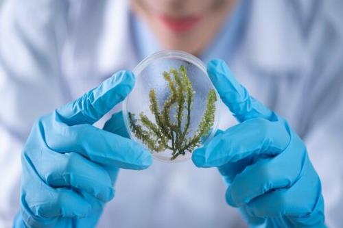 پروژه های تحقیقاتی ایران و فیلیپین در نانوفناوری کشاورزی بررسی گردید