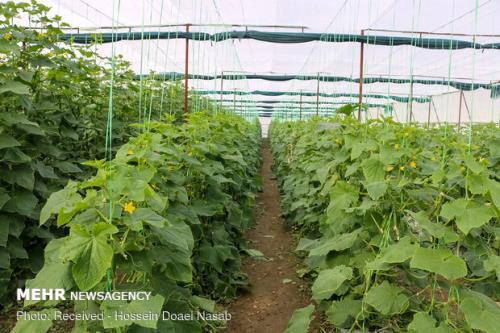 بذر هیبرید خیار به عراق و افغانستان صادر شد