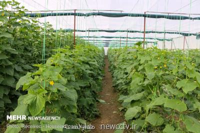 بذر هیبرید خیار به عراق و افغانستان صادر شد