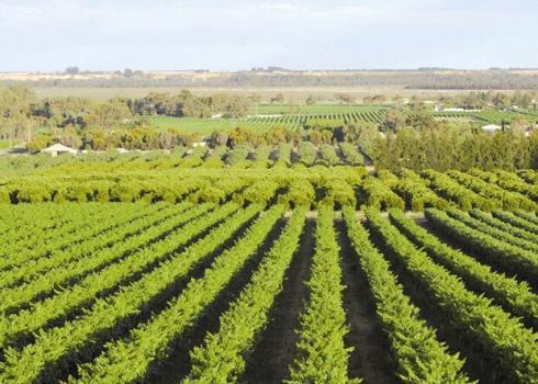 فراخوان تولید کودهای زیستی و ماندگار منتشر گردید