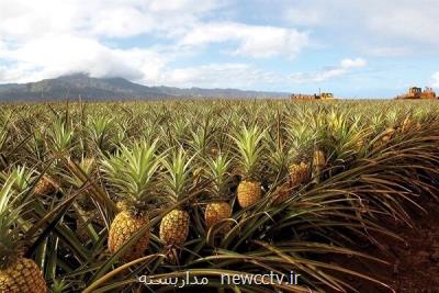 ۱۰۰هزار نشاء ایرانی آناناس تولید شد