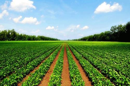 عرضه ۱۲۳ محصول برای رفع نیازهای حوزه کشاورزی