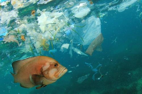 600 میلیارد دلار هزینه آلودگی پلاستیکی بشر