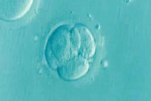 جنین مصنوعی انسان برای نخستین بار بوجود آمد