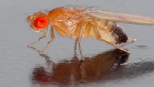 نسل جدیدی از مگس های میوه برای مطالعه ژنتیک و تولید مثل به فضا پرتاب می شوند