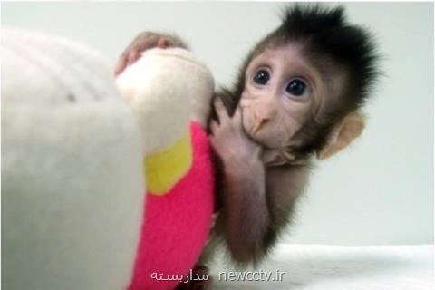 تولد اولین میمون های شبیه سازی شده جهان در چین