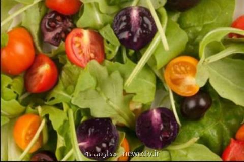 گوجه تراریخته مقاوم به آفت توتا تولید شد