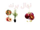 فروشگاه بذر در آذربایجان غربی