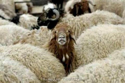 تولید و تكثیر ۲هزار دام با خصوصیات ژنتیكی خوب