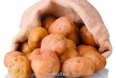 سیب زمینی تراریخته آماده دریافت مجوز می شود