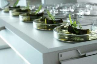 ساخت گلدان های زیست تخریب پذیر برای تولید نهال و نشا