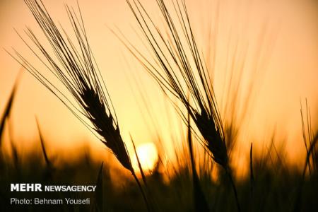 تولید گندم های مقاوم به خشكی توسط یك شركت دانش بنیان