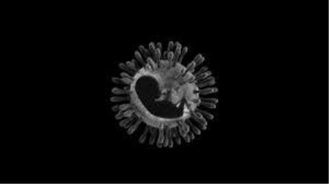 تاثیر كرونا بر باروری اثبات نشده است