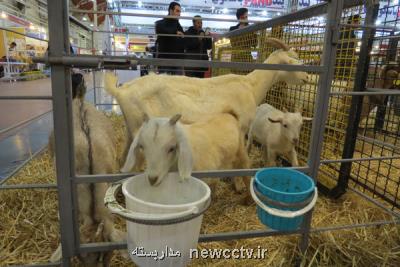 محرك رشد گیاهی دام به تولید رسید