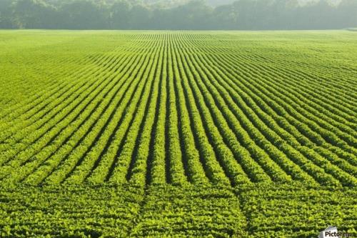 پایش هوشمند اراضی و محصولات كشاورزی با ماهواره