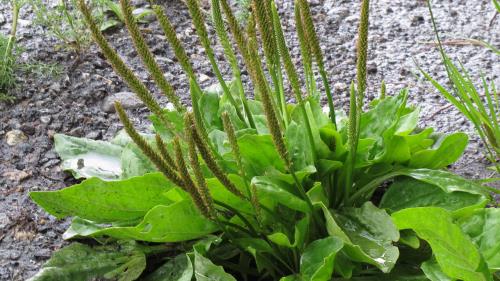 سنتز نانوذرات نقره با بهره گیری از عصاره دانه گیاه بارهنگ